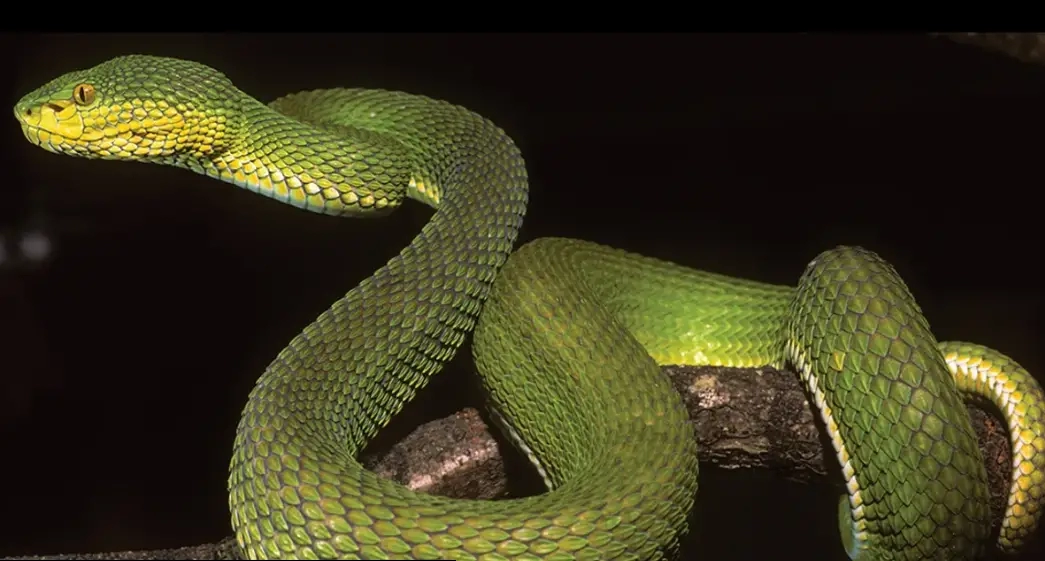 Otkrivena najveća zmija koja je ikad živjela na Zemlji, bila je dugačka kao autobus